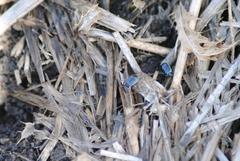 Sehirus cinctus albonotatus