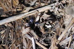 Sehirus cinctus albonotatus