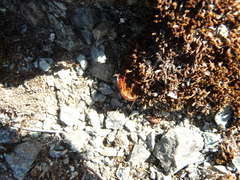 Parcoblatta americana