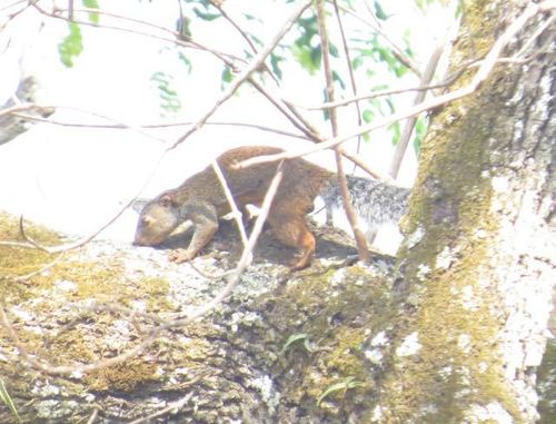 Forest Giant Squirrel