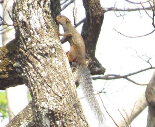 Forest Giant Squirrel