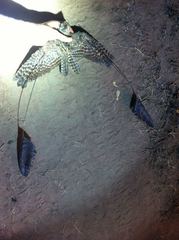 Caprimulgus longipennis