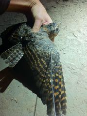 Caprimulgus longipennis