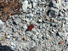 Parcoblatta americana