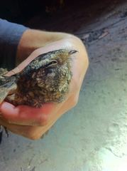 Caprimulgus longipennis