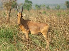 Alcelaphus buselaphus lelwel