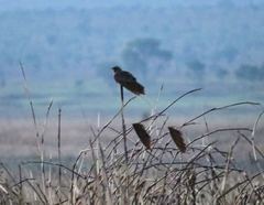 Caprimulgus longipennis