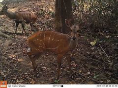 Tragelaphus scriptus