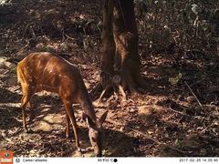 Tragelaphus scriptus