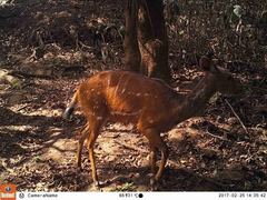 Tragelaphus scriptus