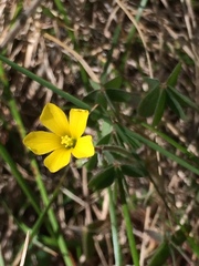 Oxalis pilosa