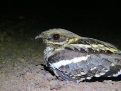 Caprimulgus climacurus