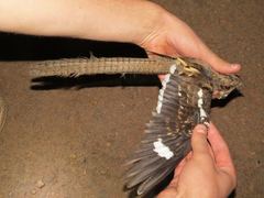 Caprimulgus climacurus