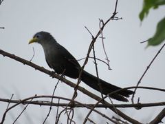 Ceuthmochares aereus