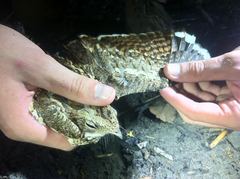 Caprimulgus climacurus