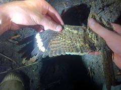 Caprimulgus climacurus