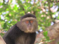 Cercopithecus mitis stuhlmanni
