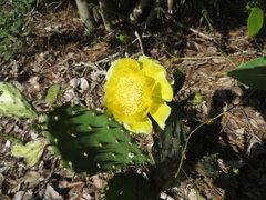 Opuntia austrina