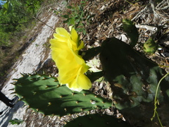 Opuntia austrina