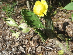 Opuntia austrina