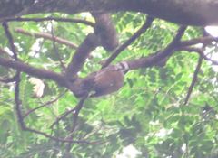 Chloropicus xantholophus