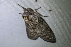 Discophlebia celaena