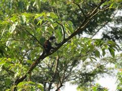 Cercopithecus ascanius schmidti