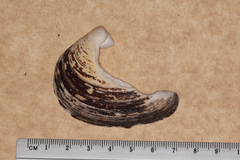 Eucrassatella kingicola