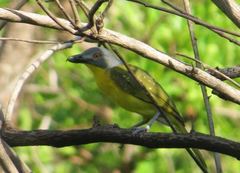 Malaconotus blanchoti