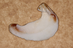 Eucrassatella kingicola