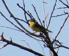 Emberiza affinis