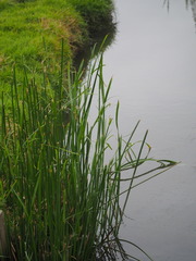 Cyperus malaccensis monophyllus