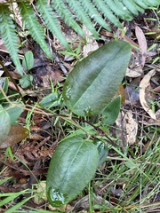 Smilax glyciphylla