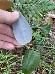 Smilax glyciphylla