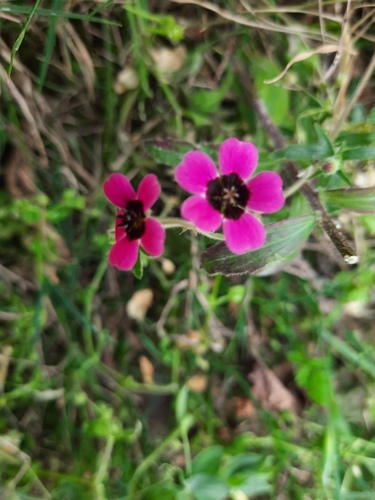 Image of Geranium ocellatum by (c) Abhinav Thakur, some rights reserved (CC BY)