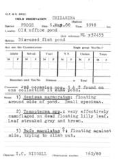 Tomopterna marmorata