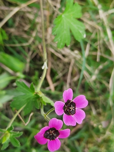 Image of Geranium ocellatum by (c) Abhinav Thakur, some rights reserved (CC BY)