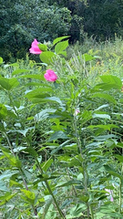 Hibiscus moscheutos