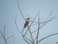 Melaenornis semipartitus