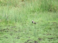 Vanellus crassirostris