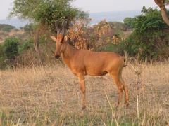 Alcelaphus buselaphus lelwel