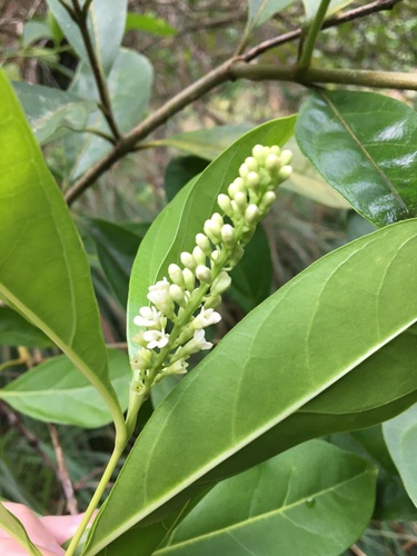 Citharexylum caudatum