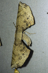 Parepisparis excusata