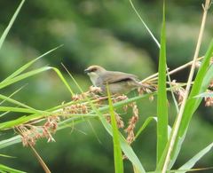Cisticola chubbi