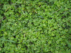 Hydrocotyle batrachium