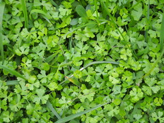 Hydrocotyle batrachium