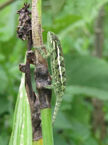Montane side-striped chameleon