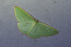 Chlorocoma melocrossa