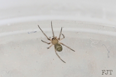 Clubionidae