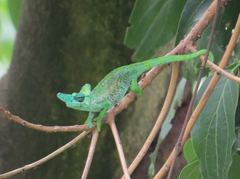 Strange-Horned Chameleon photo 4